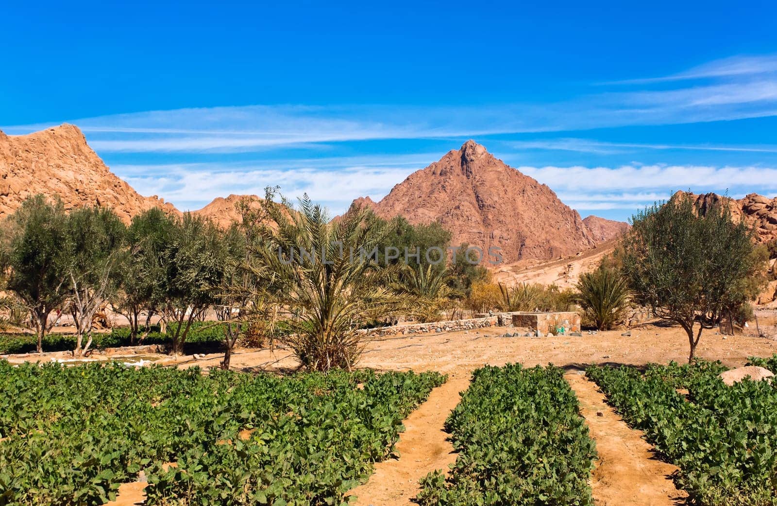Opium Plantations in Wadi Nasib