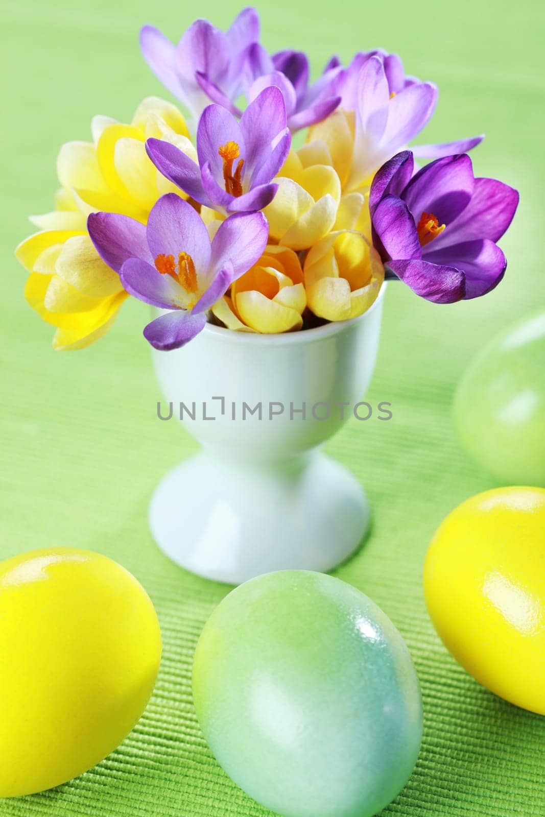 Beautiful Crocuses for Easter and eggs