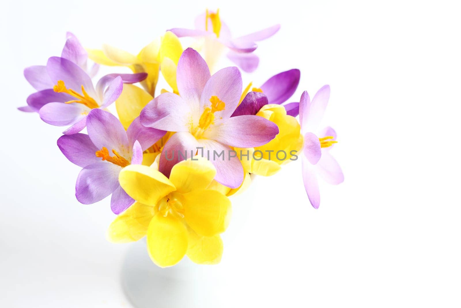 Spring violet and yellow flowers on white background
