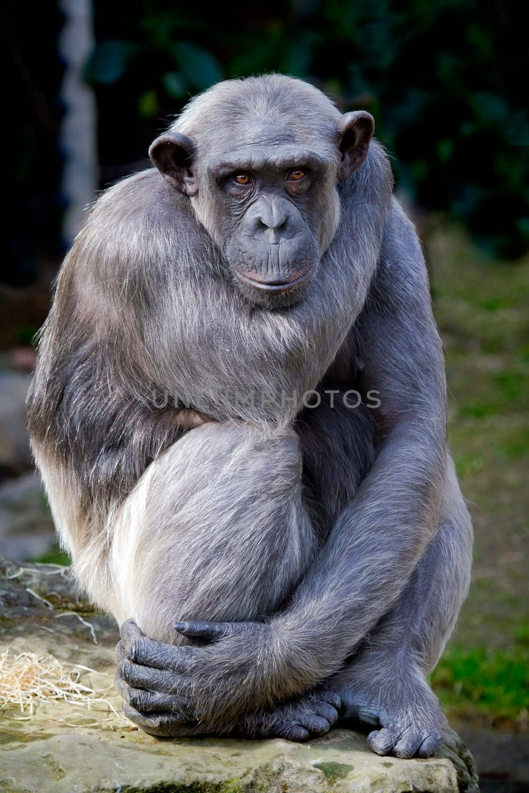 Closeup of chimpanzee Pan troglodytes, Vertical image position staring