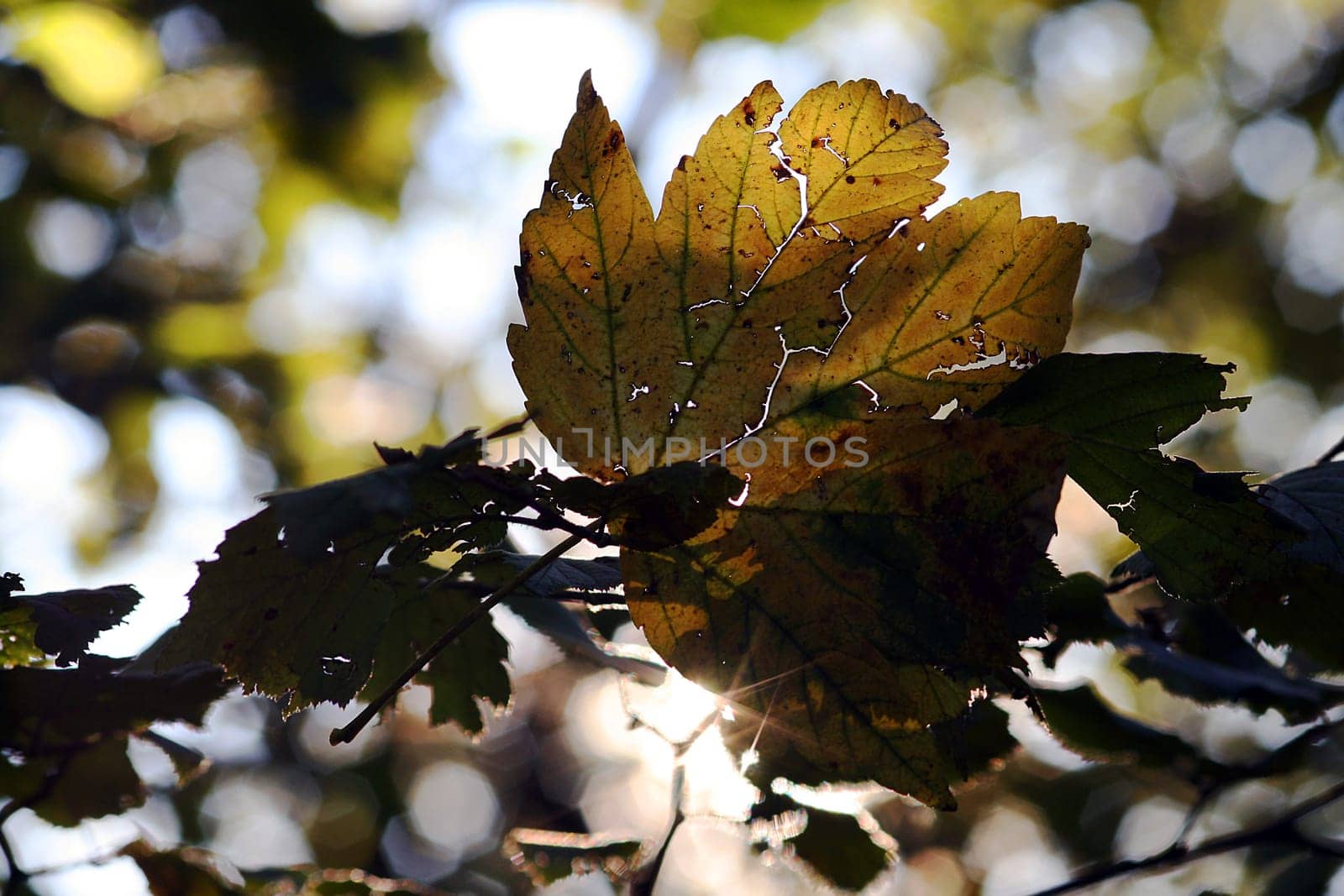 The Autumn Leaf