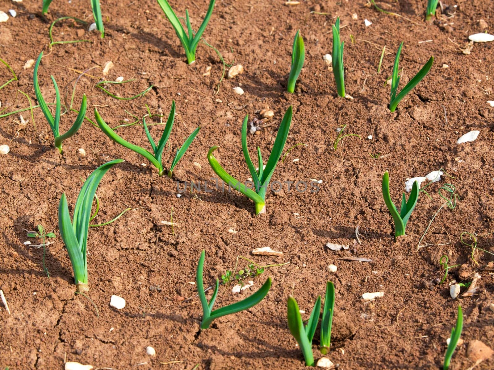 small plants of onion in the field