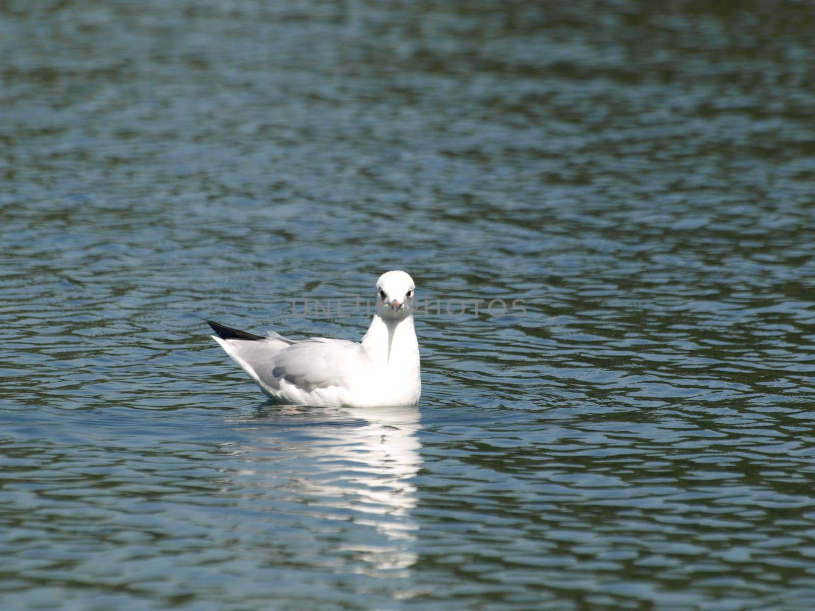 Black-headed gull