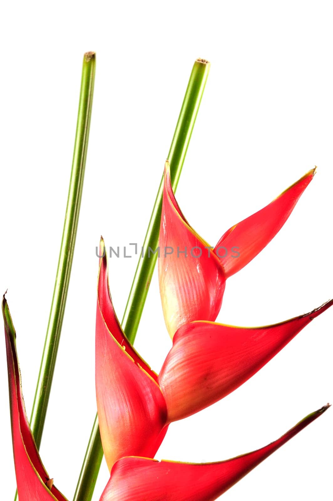 Heliconia