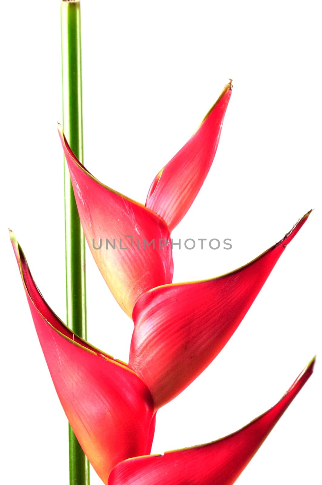 Heliconia