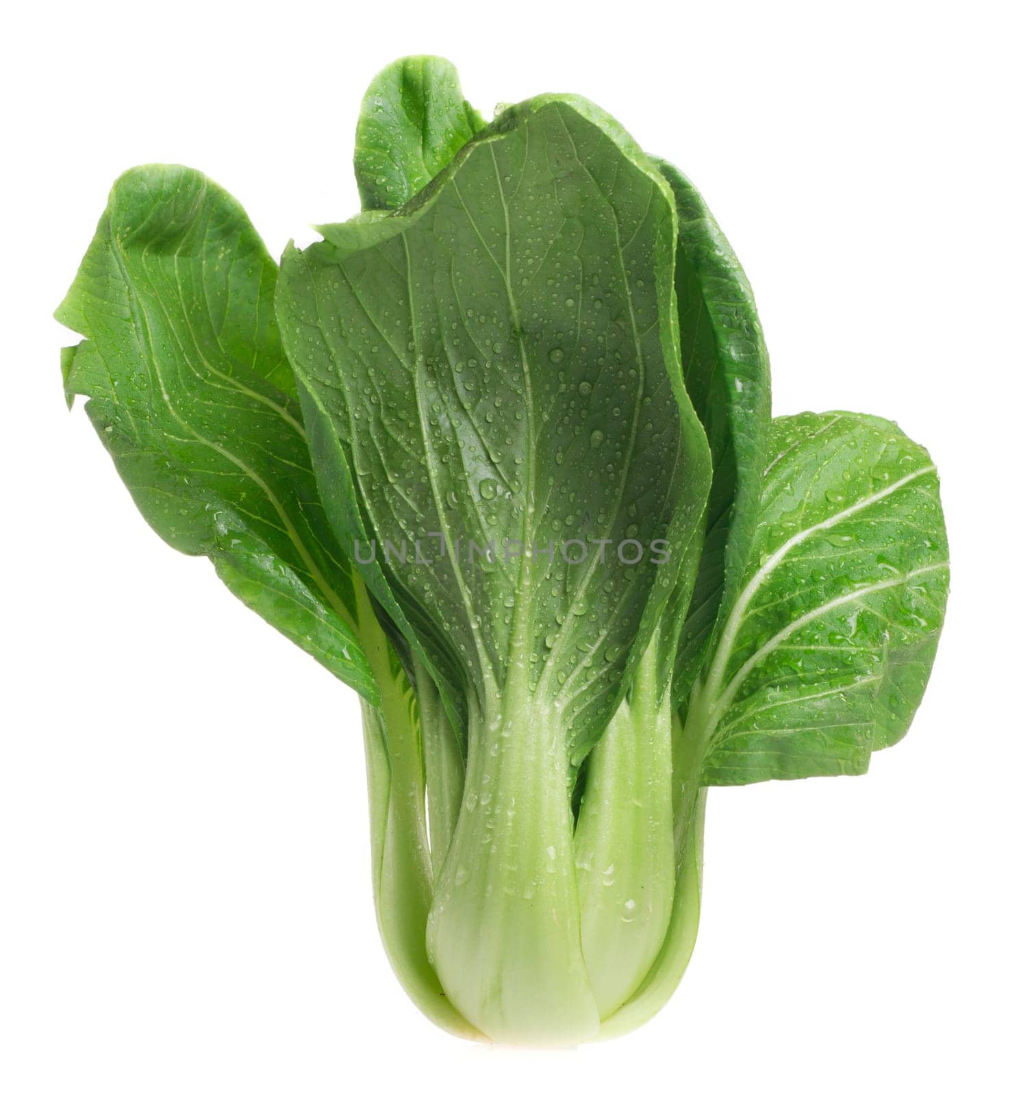 Pok Choi on white background
