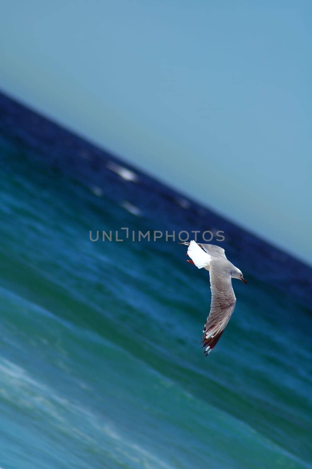 flying seagull, water (ocean) in background, photo taken in Sydney