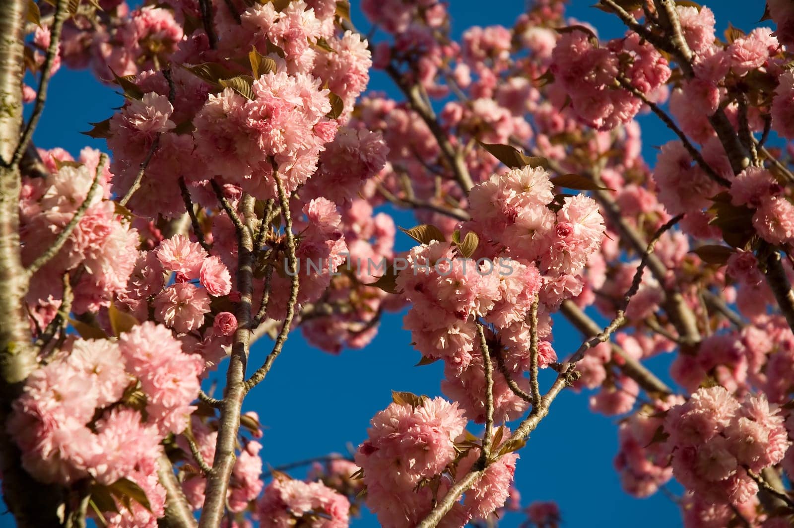 pink tree buds, clear blue sky, distance blur