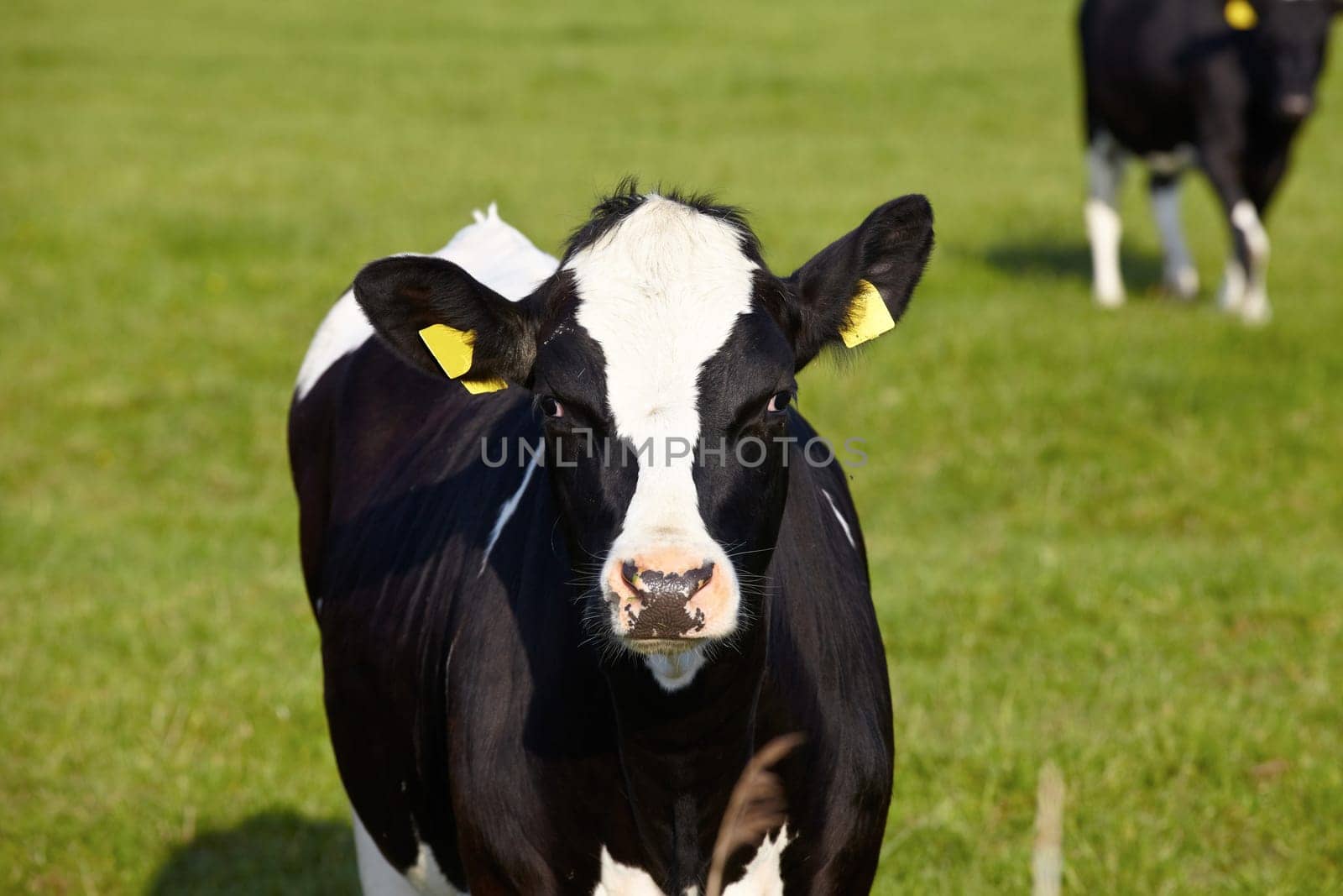 Young cattle with ear tags on green pasture