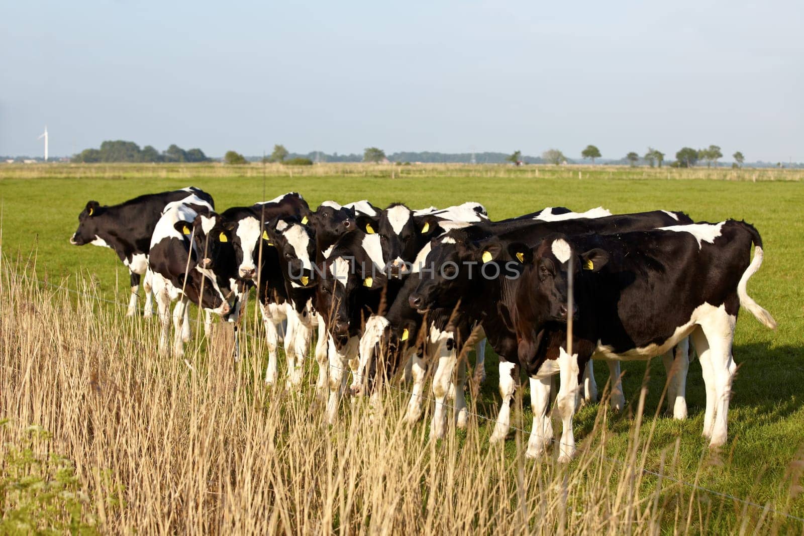 Young cattle with ear tag on green pasture