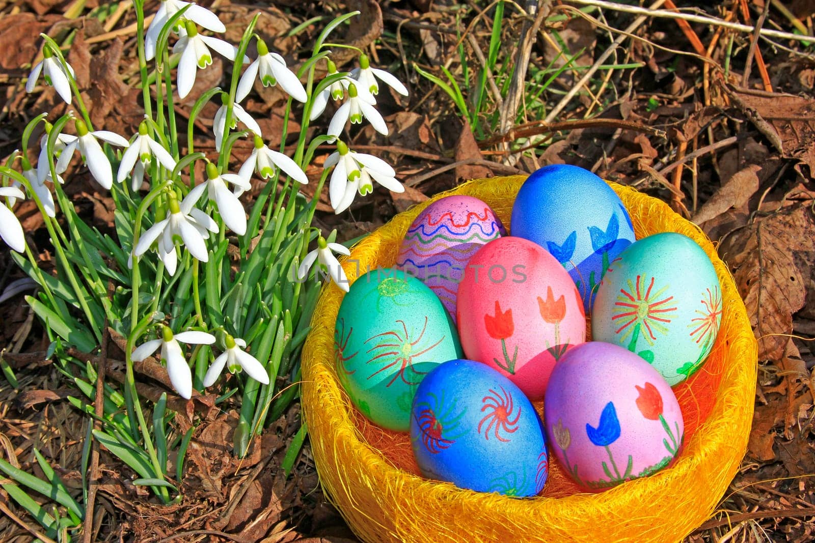brightly painted Easter eggs and blooming snowdrops (Galanthus nivalis)