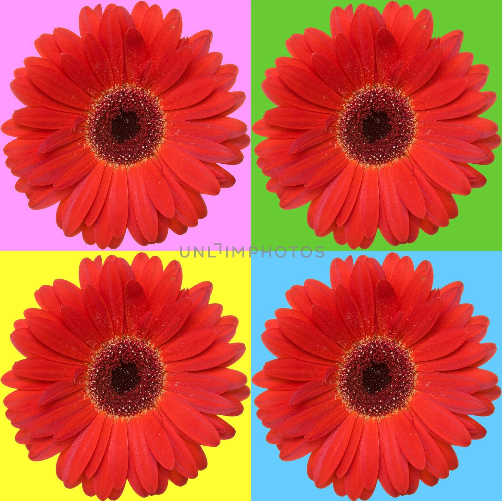 four red daisies isolated on color squares