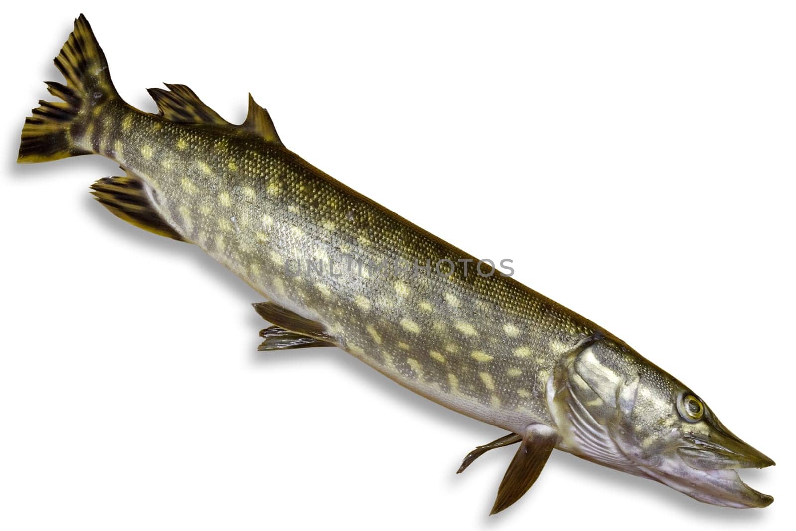 fresh pike fish isolated on white background