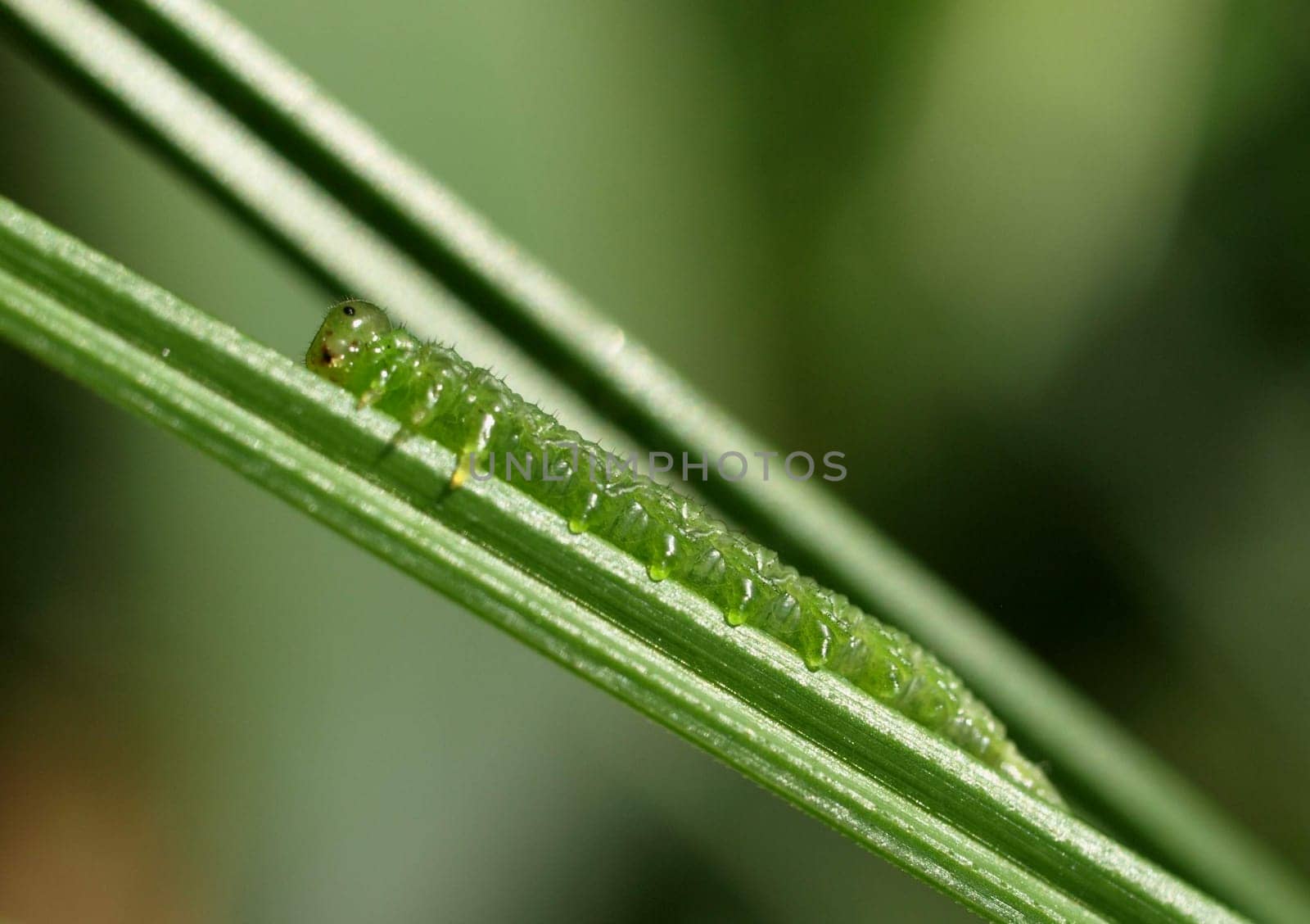 Small frost moth caterpillar