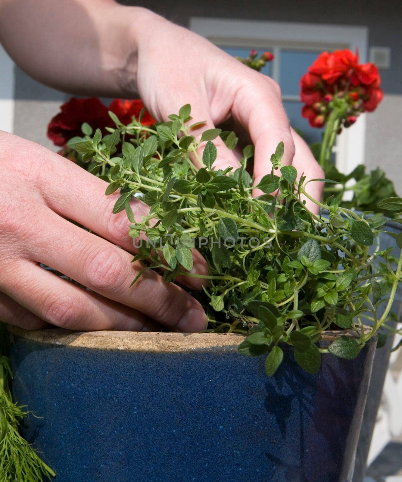 Close up of Gardening Work