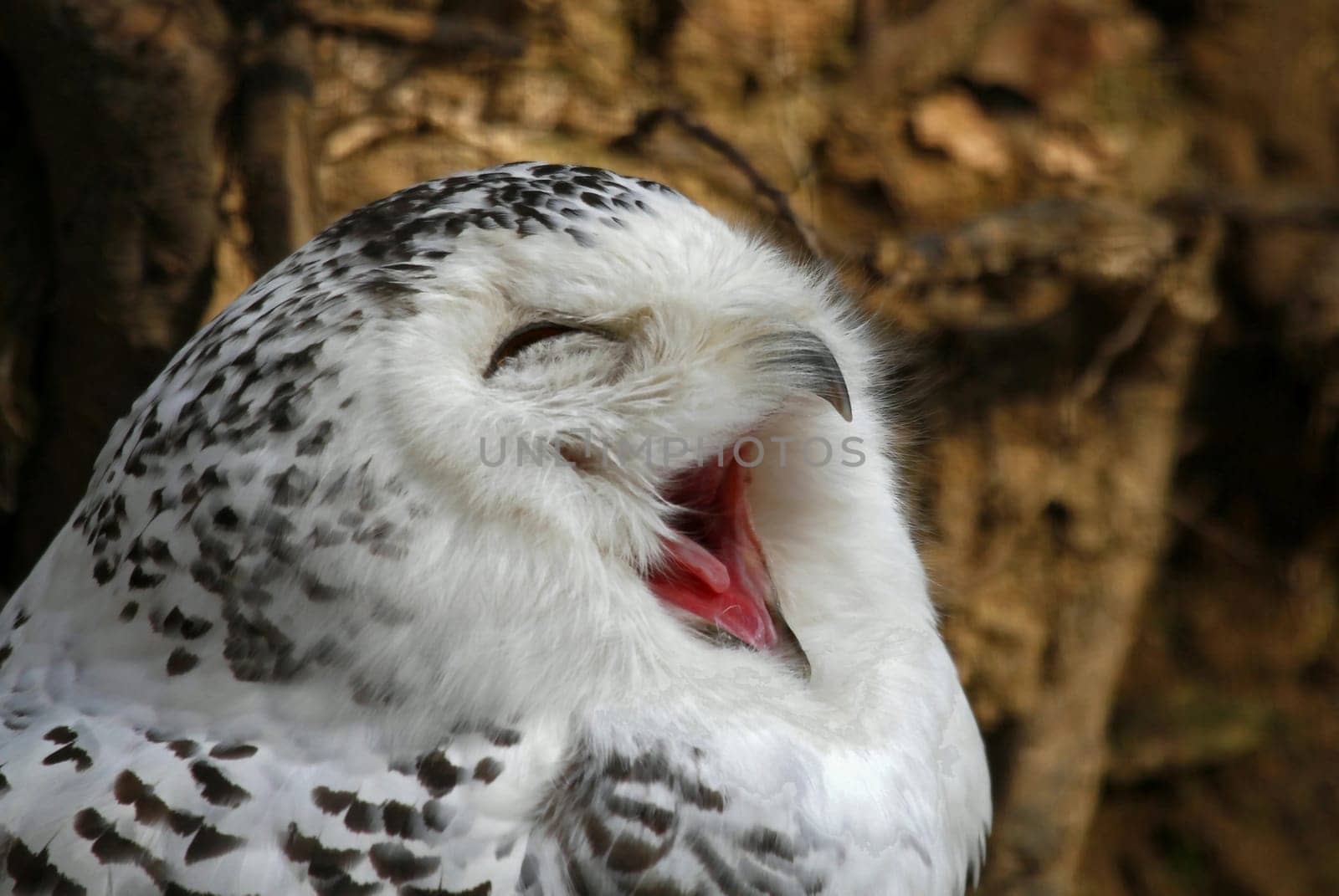 Snowy owl
