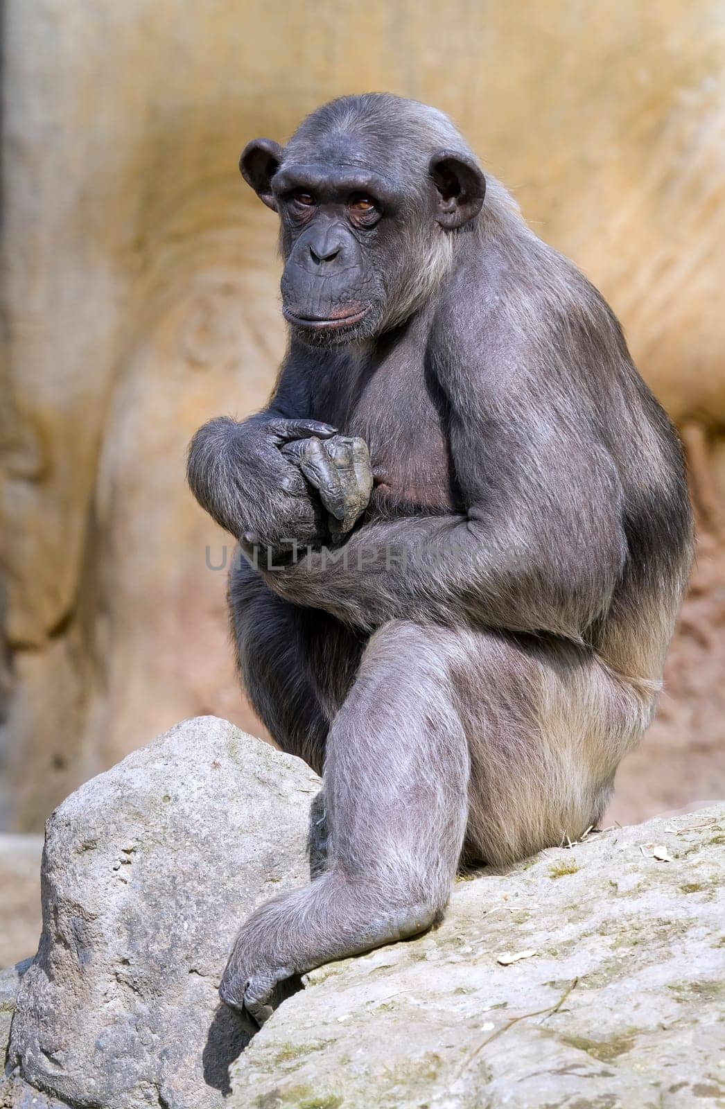 Closeup of chimpanzee Pan troglodytes, Vertical image position staring