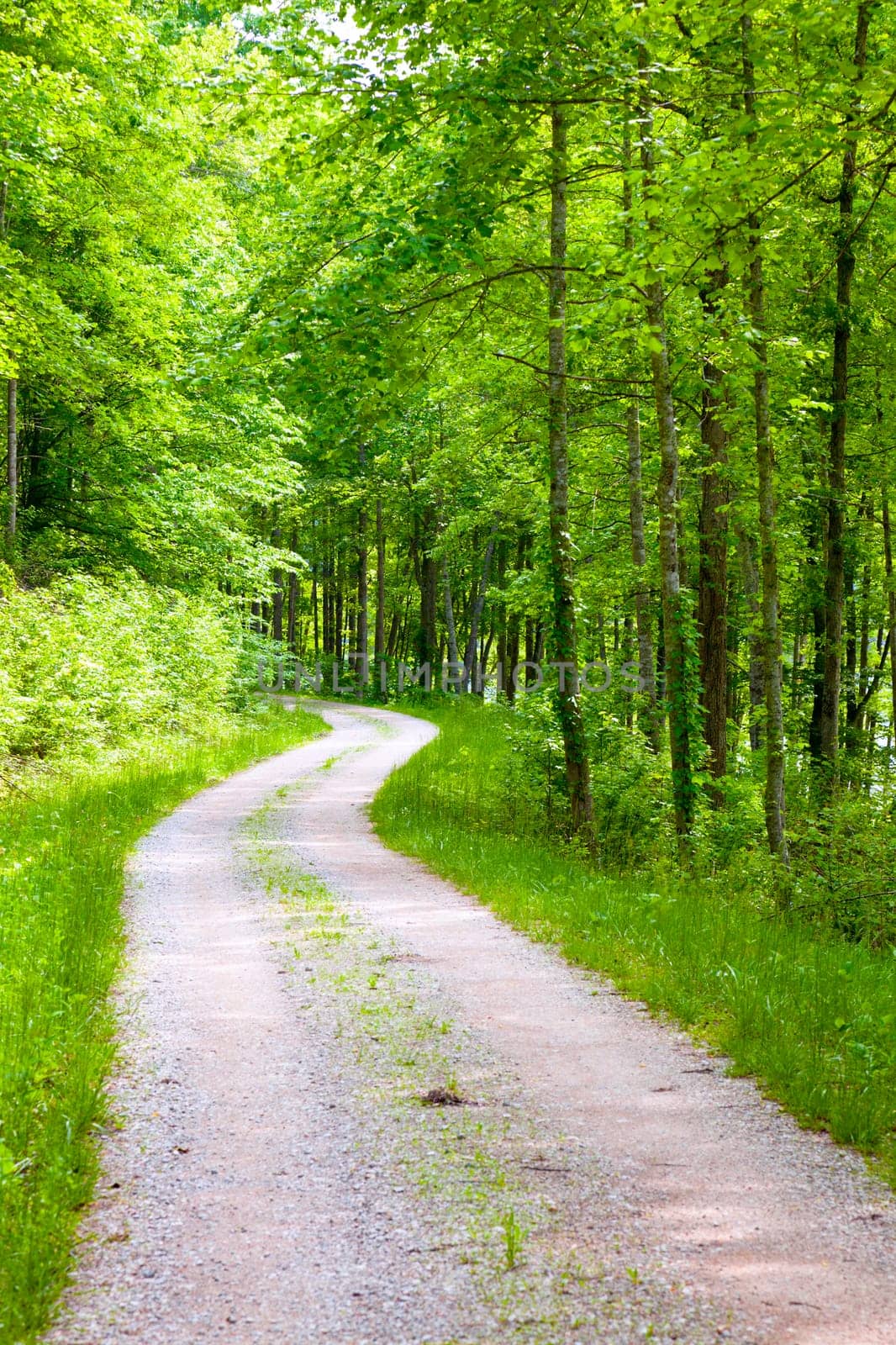 Gravel road in the forest in Eastern Kentucky