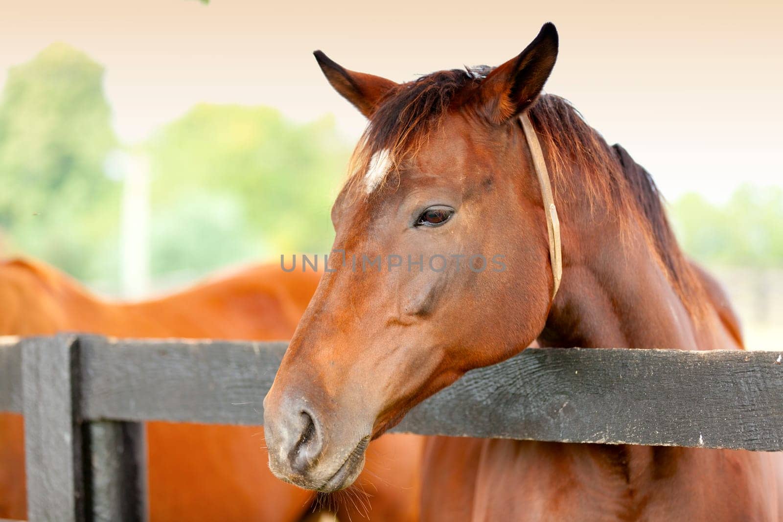Portrait of a beautiful brown horse by the fence