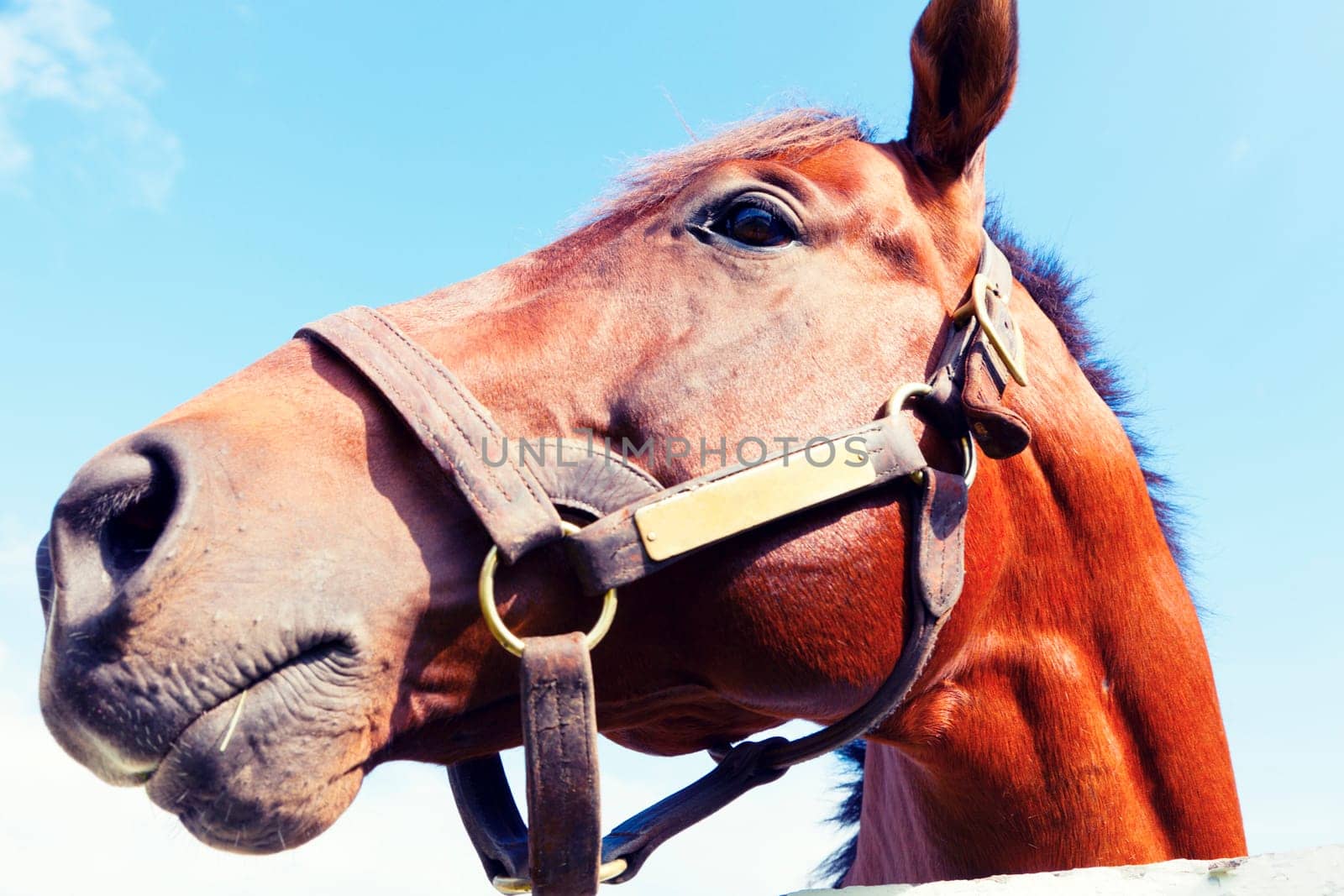 Portrait of a beautiful brown horse against the blue sky