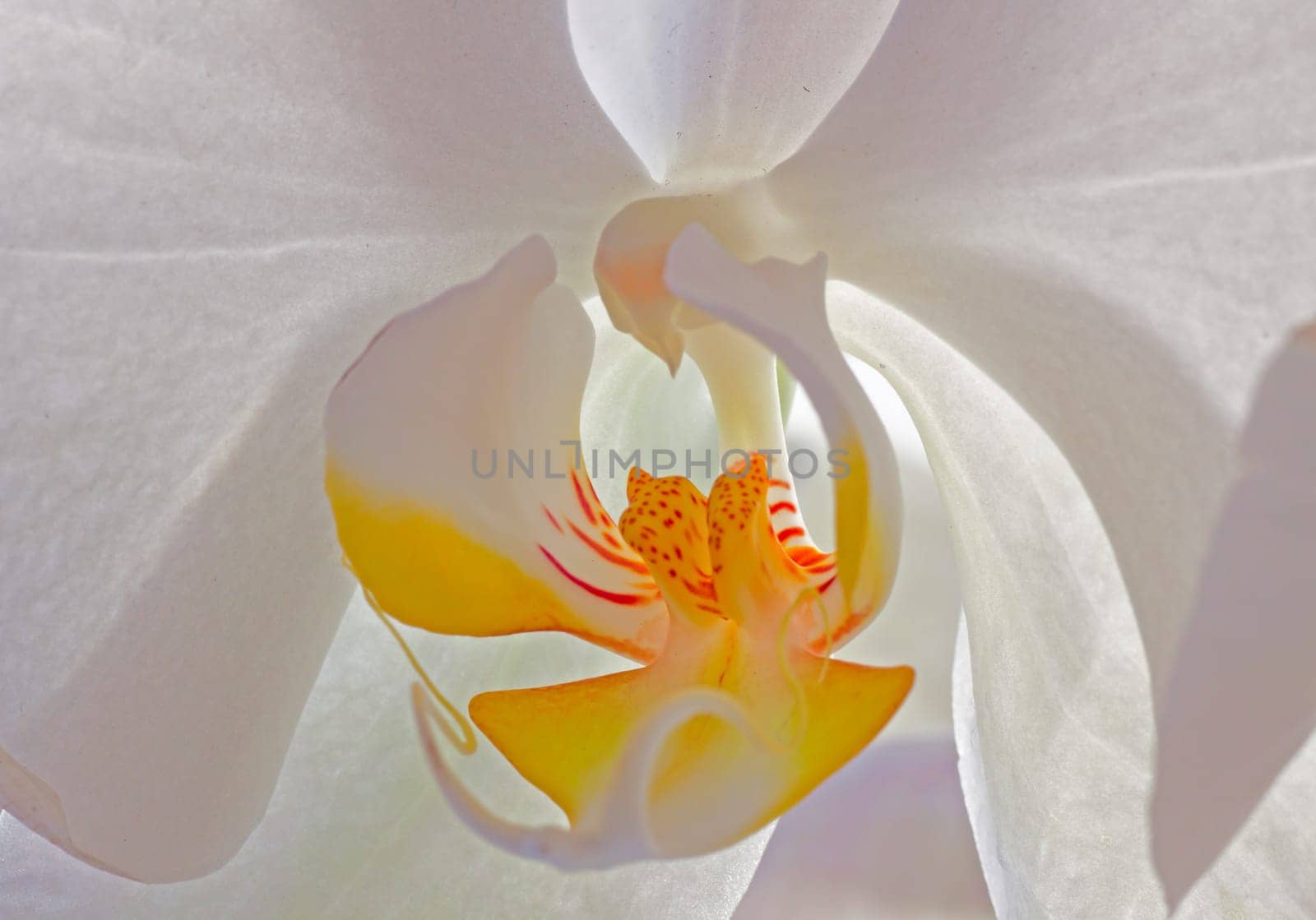 White Orchid