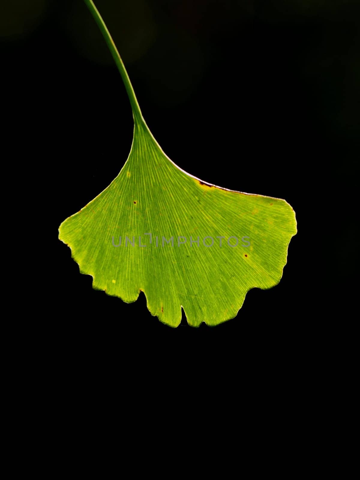 Ginkgo leaf