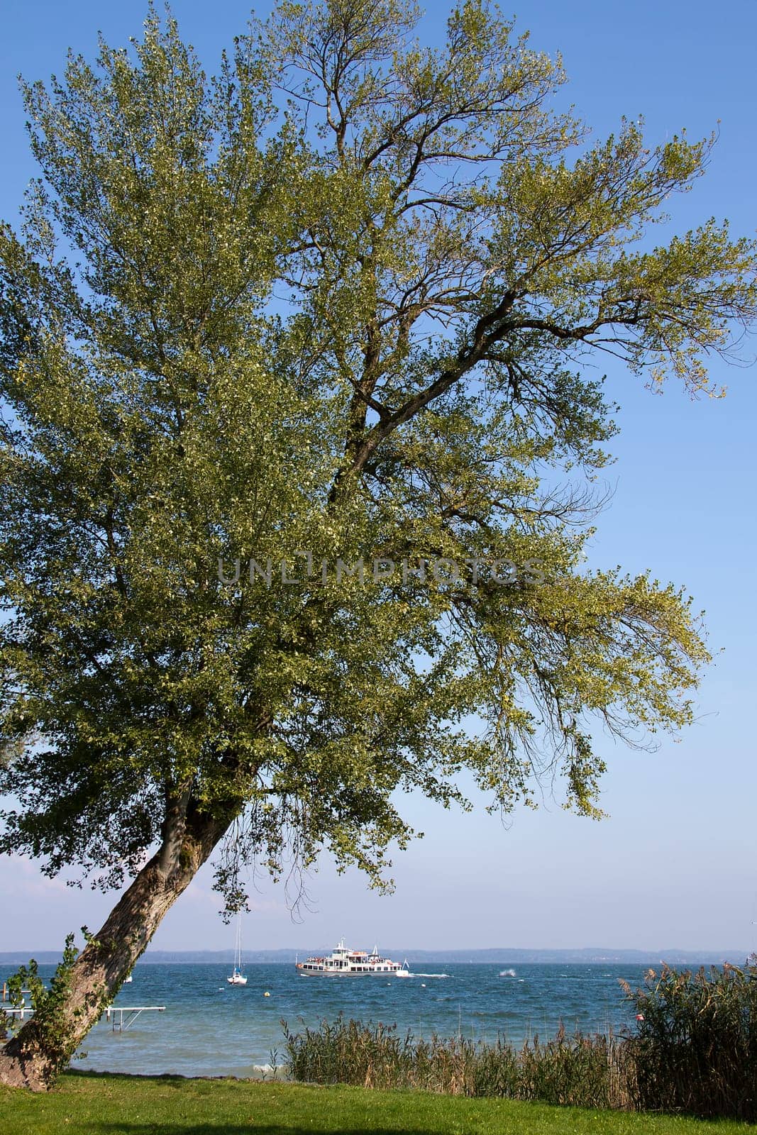 The Tree