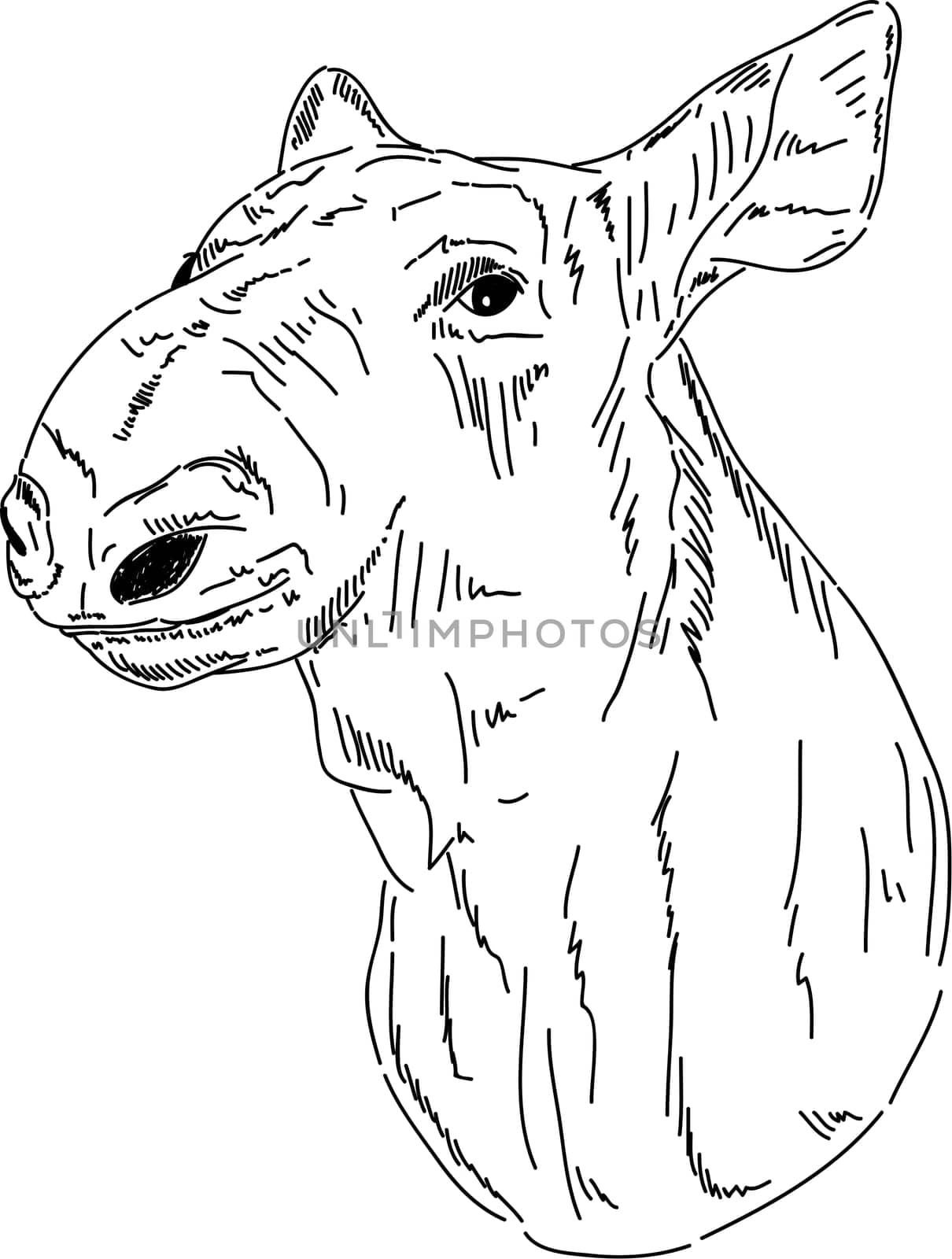 vector - cariboo portrait isolated on background