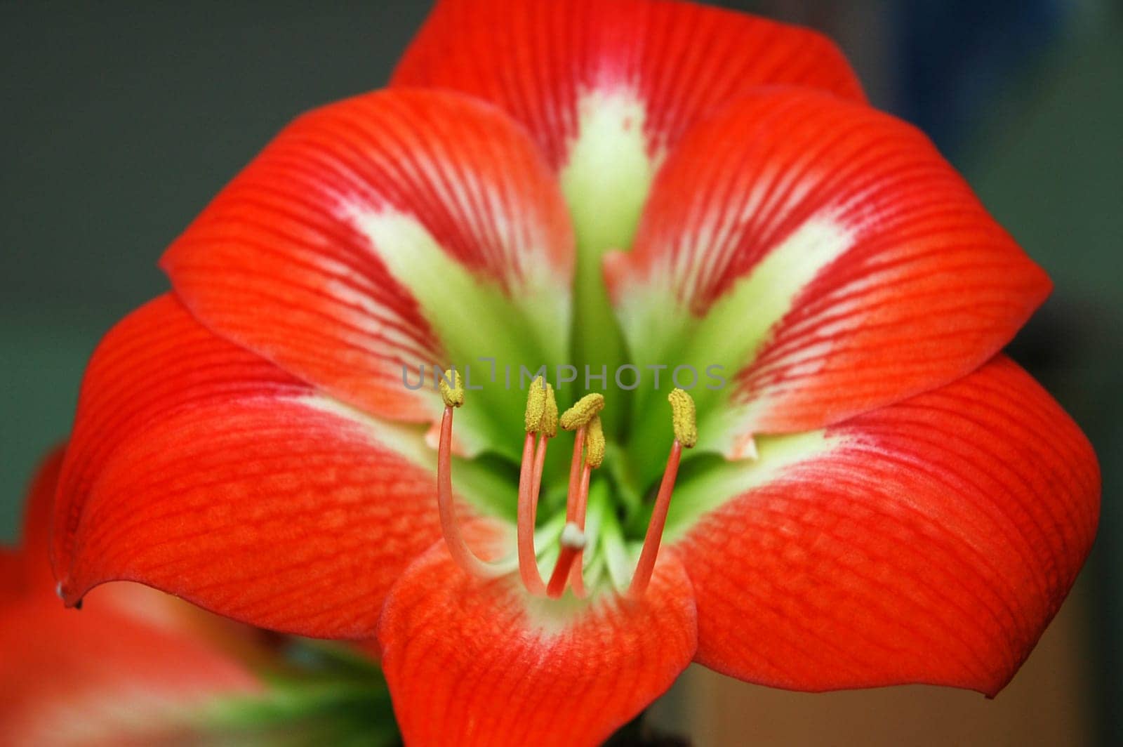 red beautiful blooming flower detail, blurred background