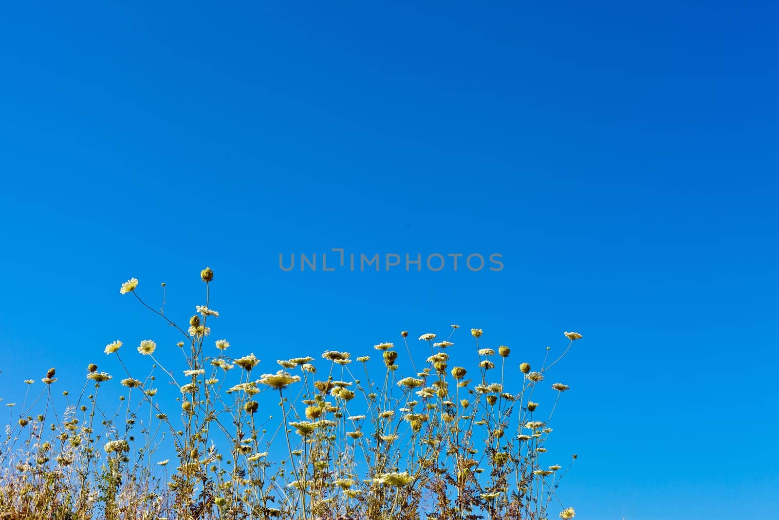 the beautiful flowers in the blue sky