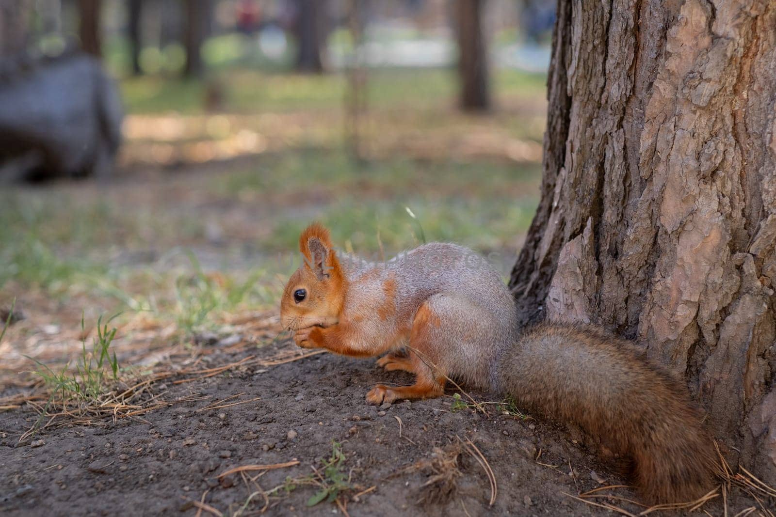 A beautiful red squirrel eats nuts in the forest. A squirrel with a fluffy tail sits and eats nuts close-up. Slow motion video