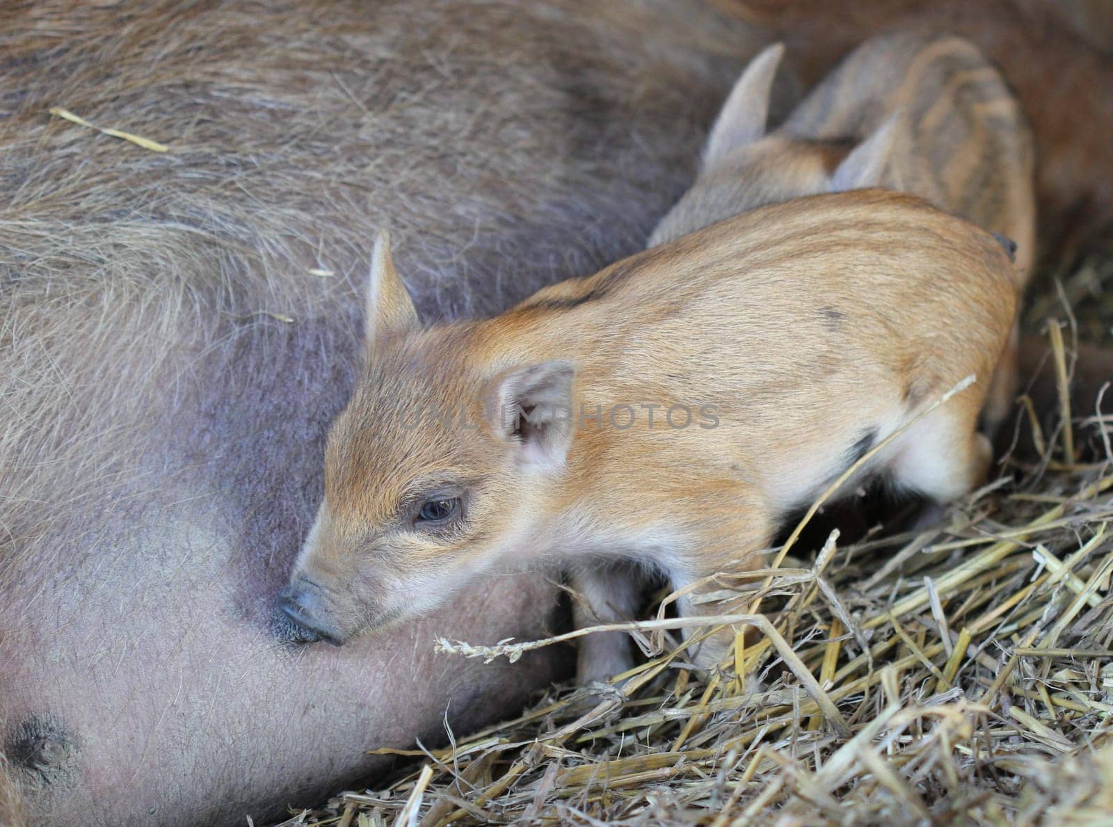 Newborn woolly piglets at Sababurg Zoo
