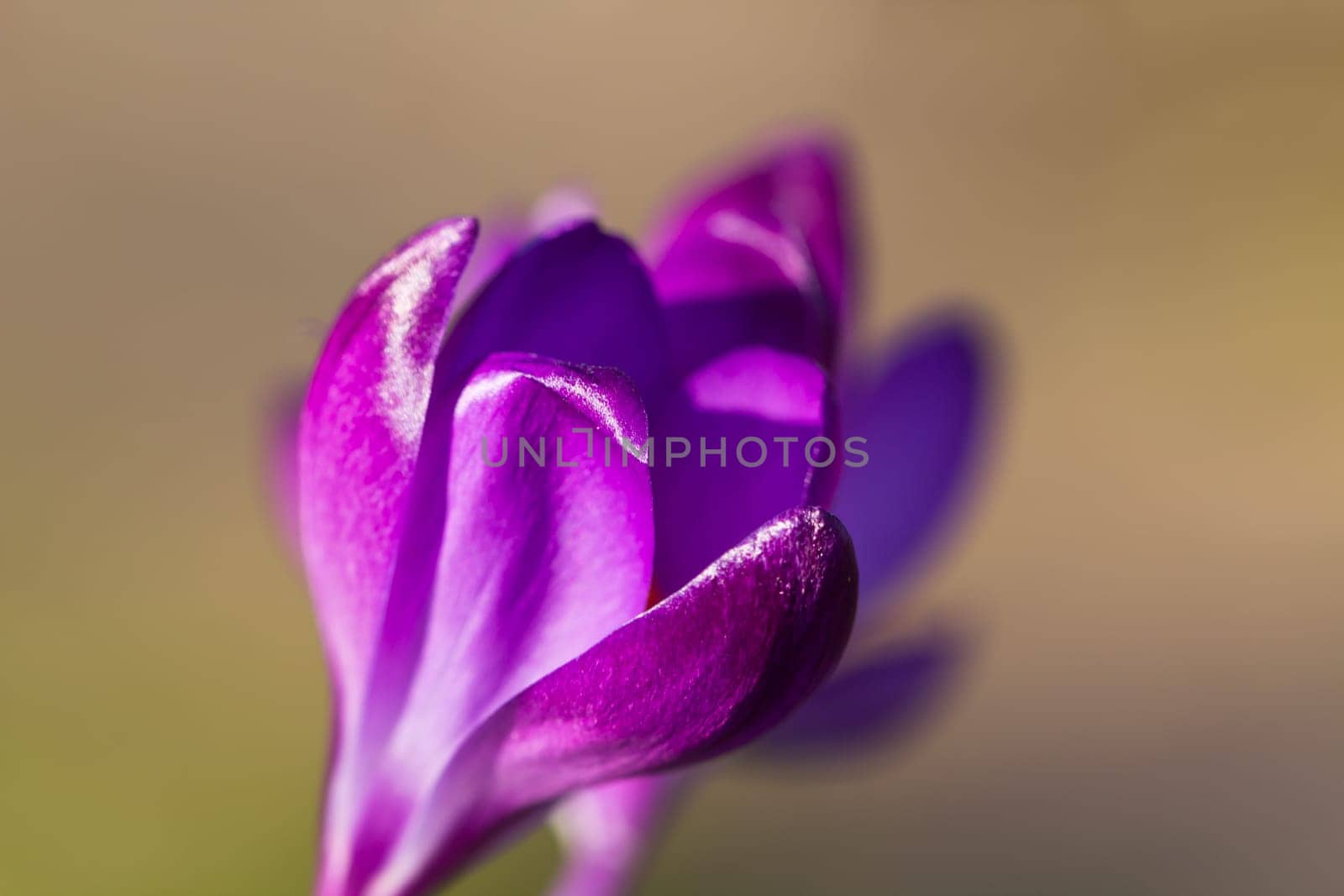 Crocus