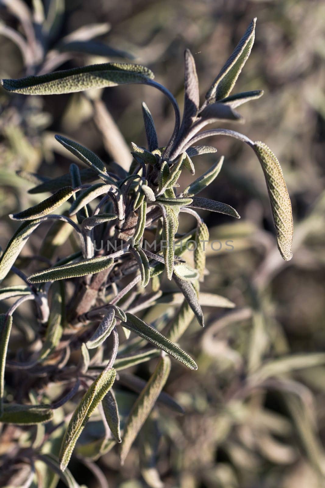 Sage