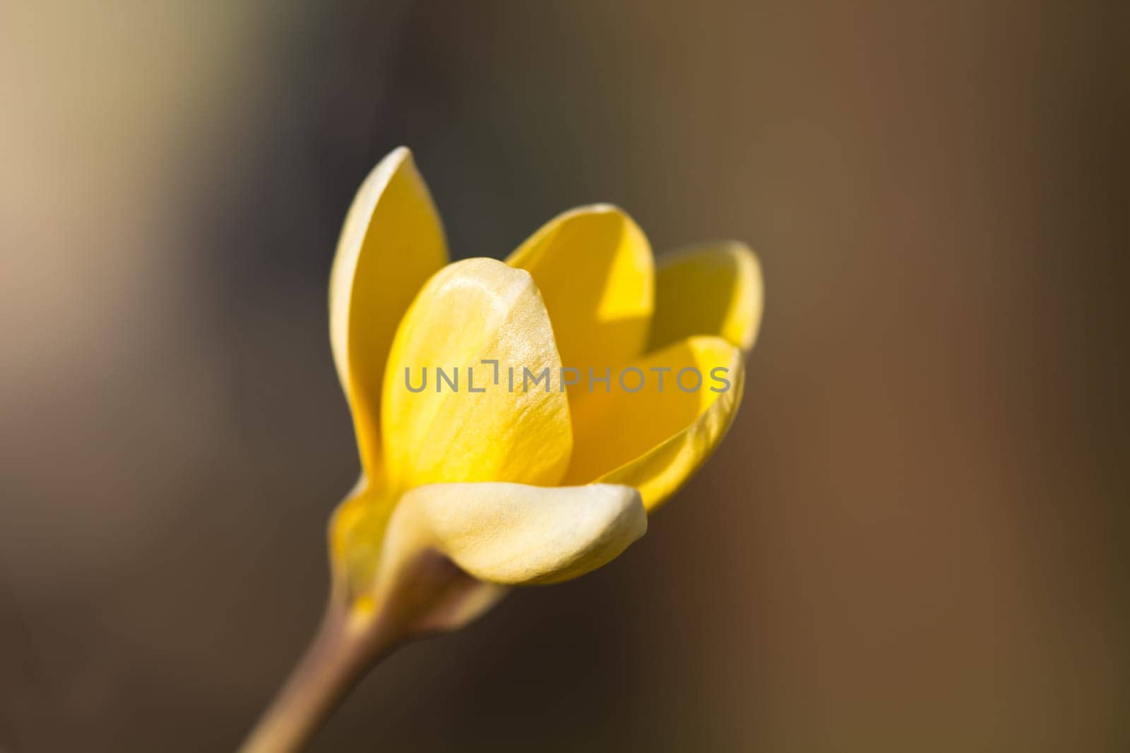 Crocus