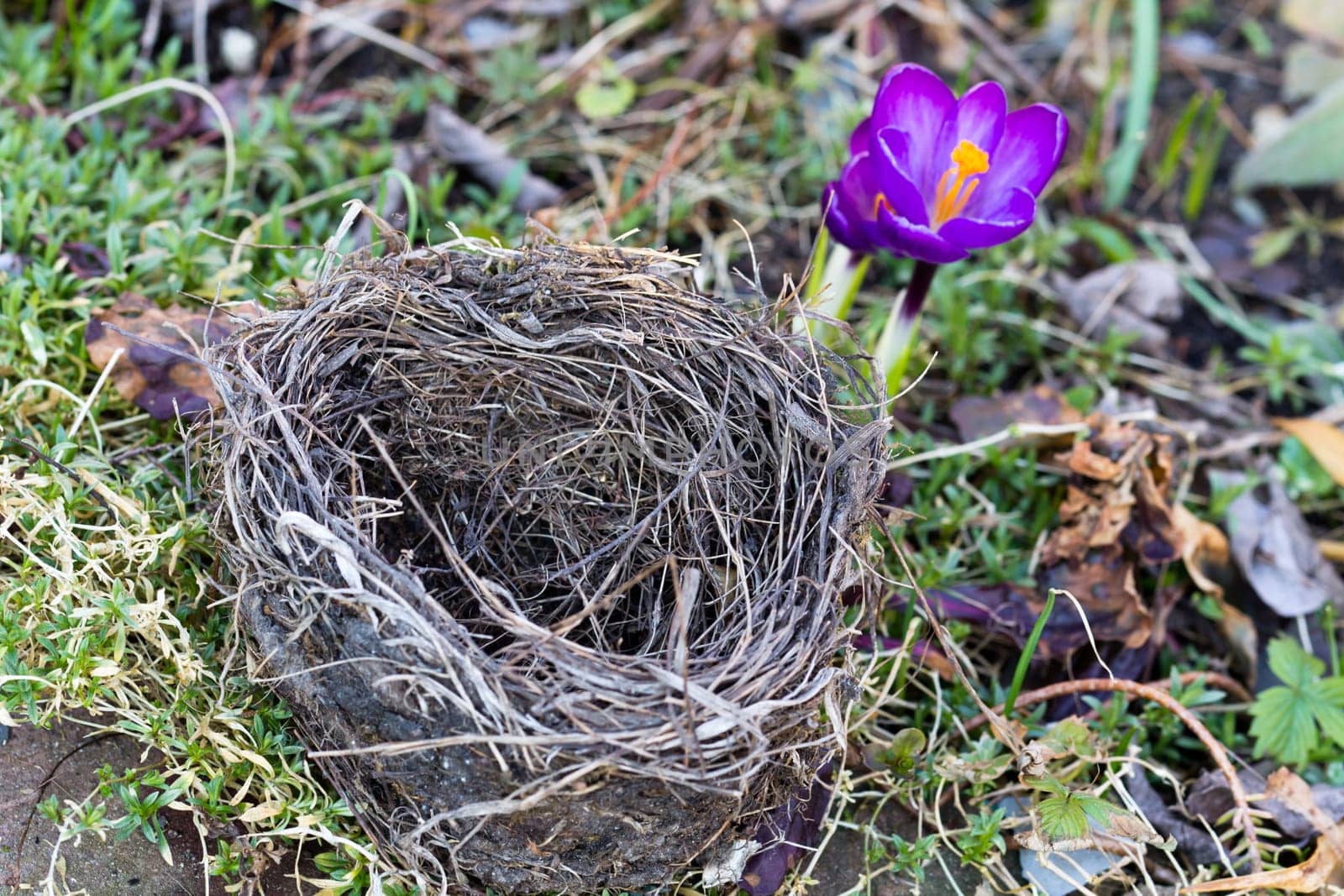 Crocus