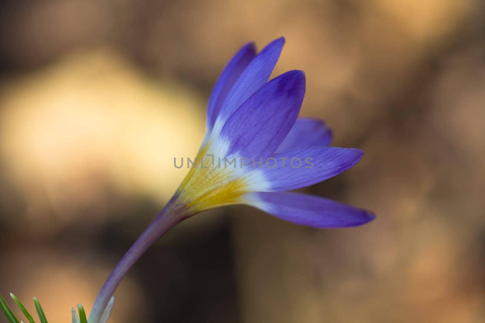 Crocus