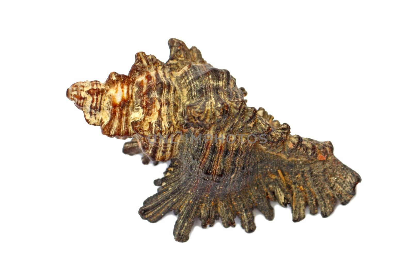 Seashell isolated on white background