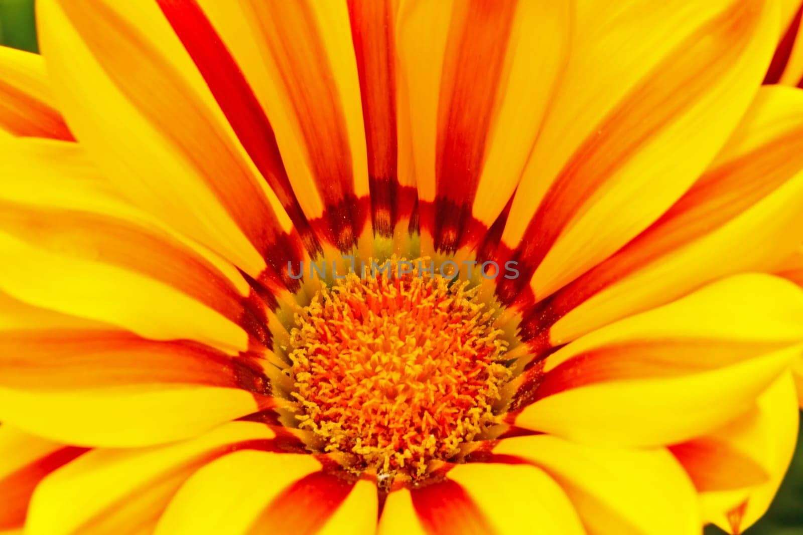 Flower of yellow gazania, closeup