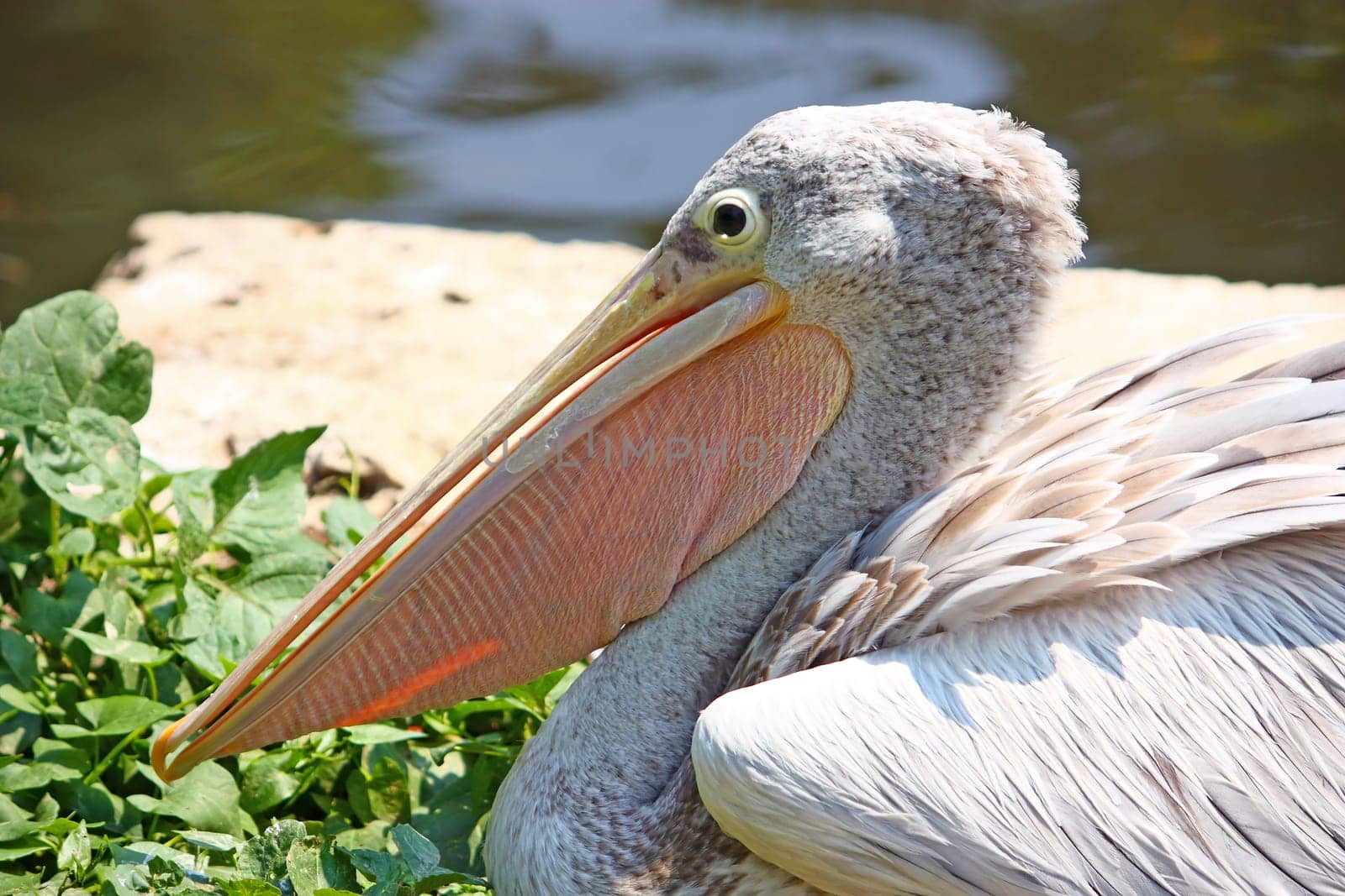 Single pelican on the lakeside in ZOO