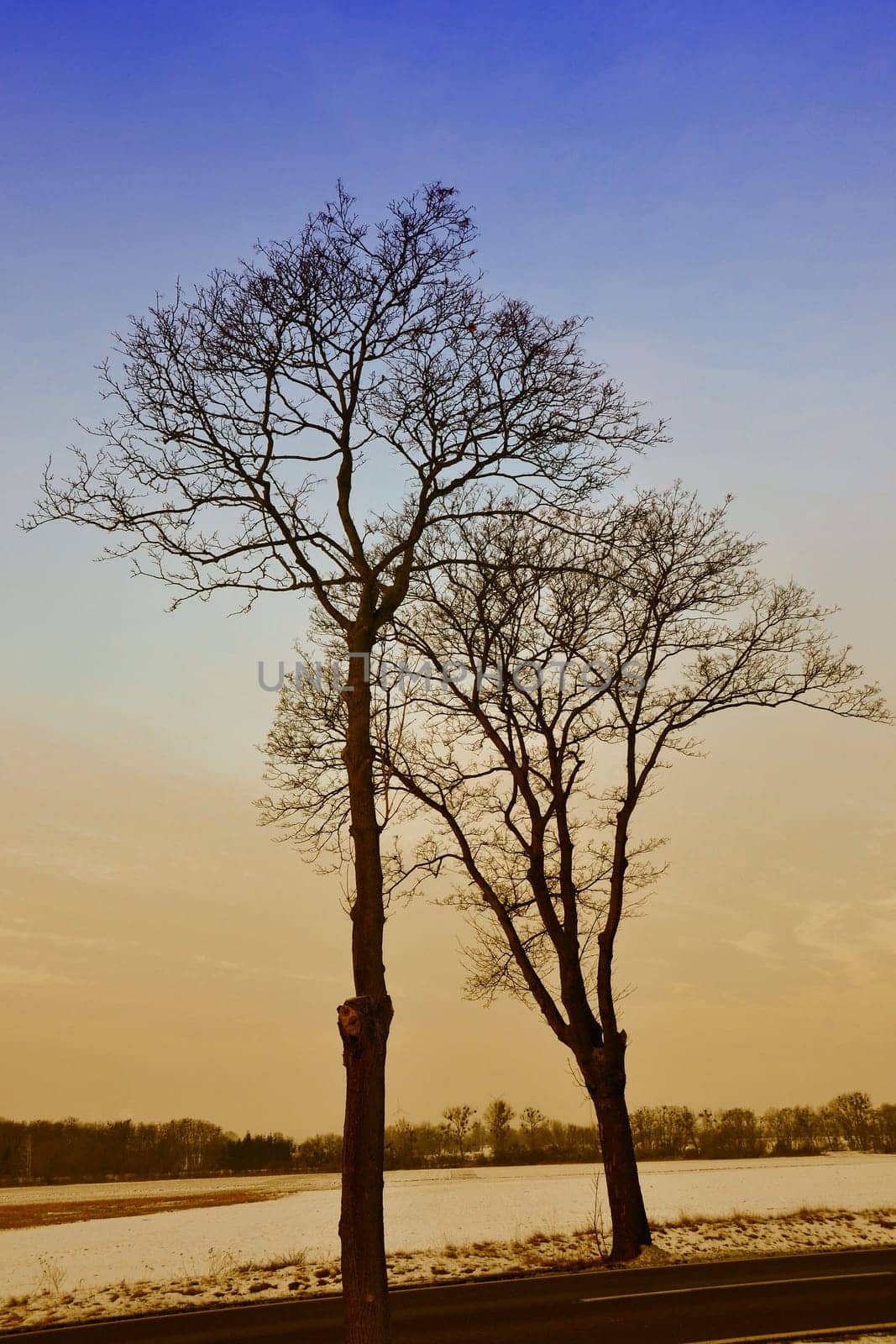 Trees