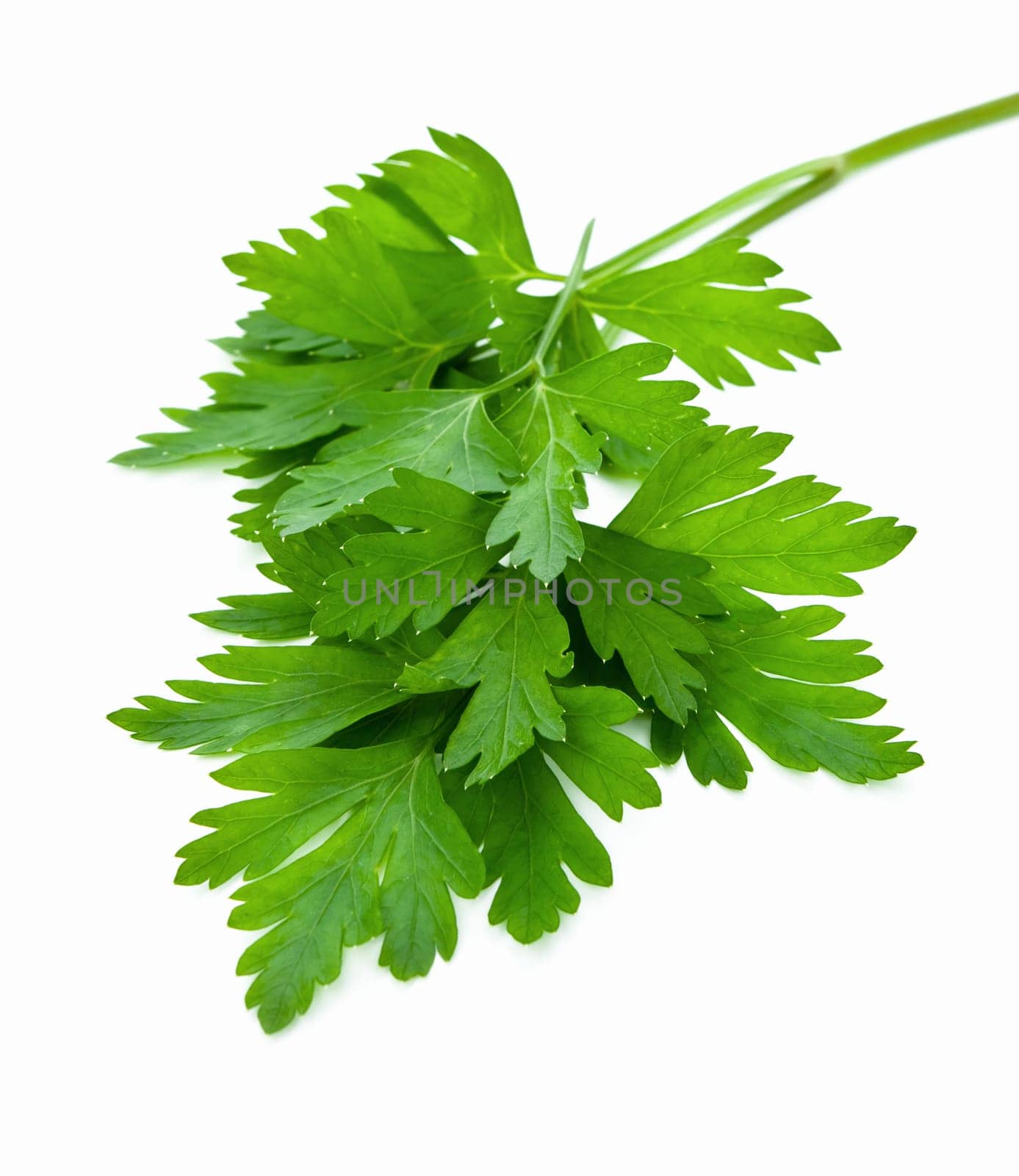 Fresh parsley on white background