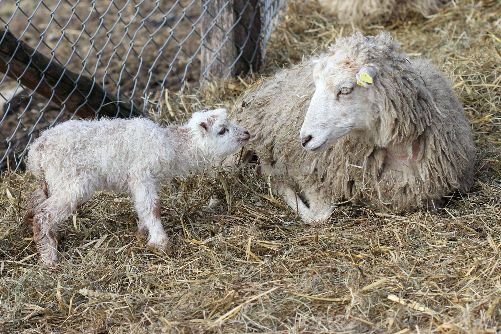 Skudden sheep with newborn lamb