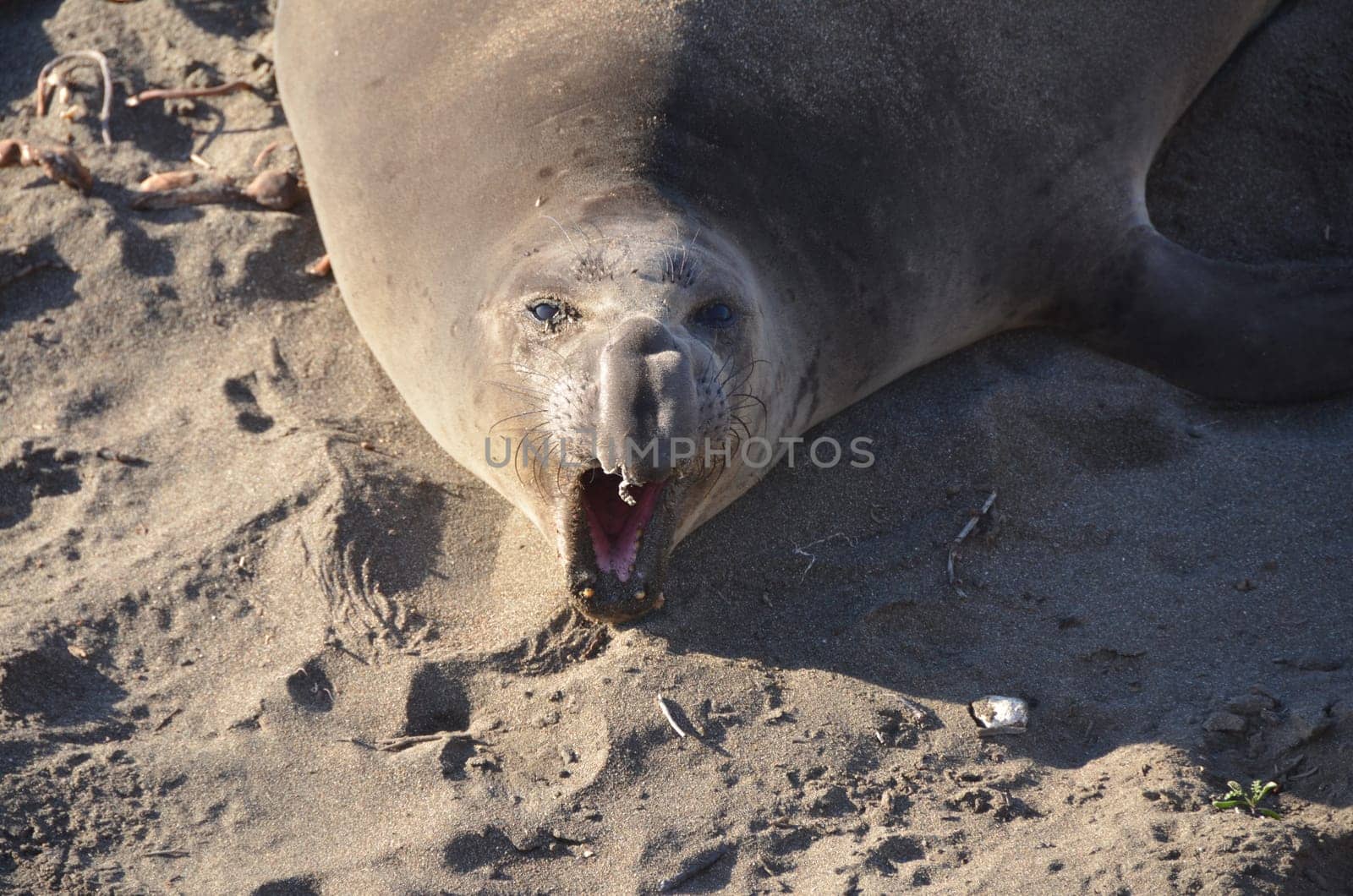 tired elephant seal yawning in the camera