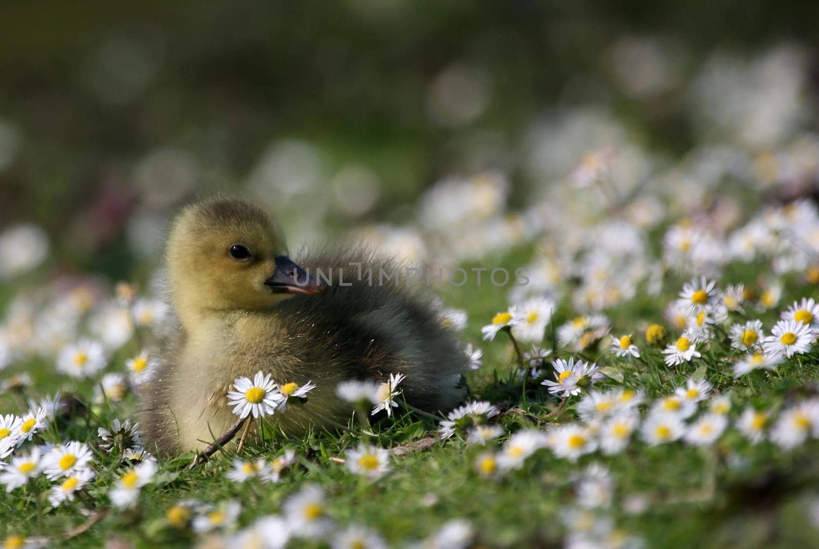 Duckling
