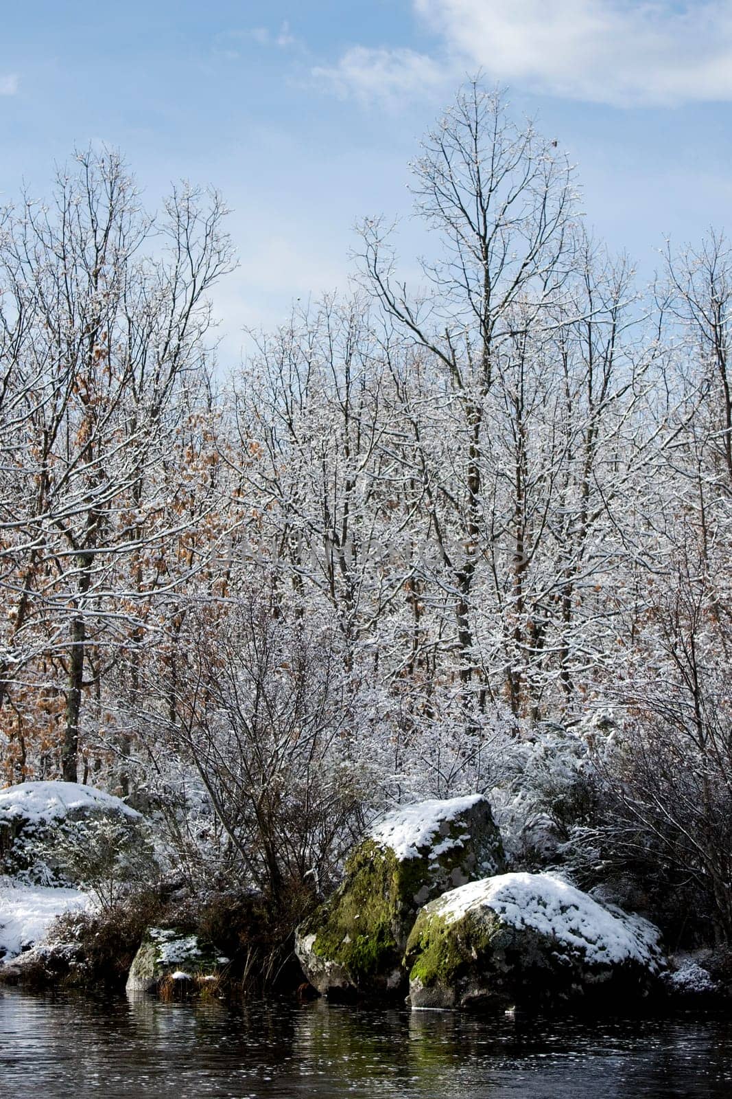 Snow covered naked trees nearby small river