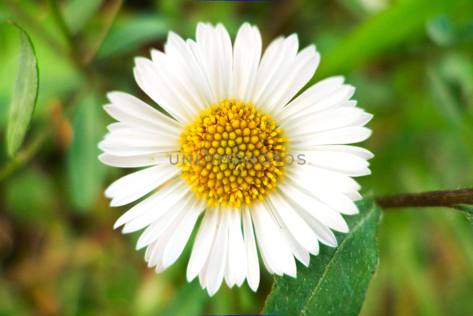 Small daisies in a green grass field