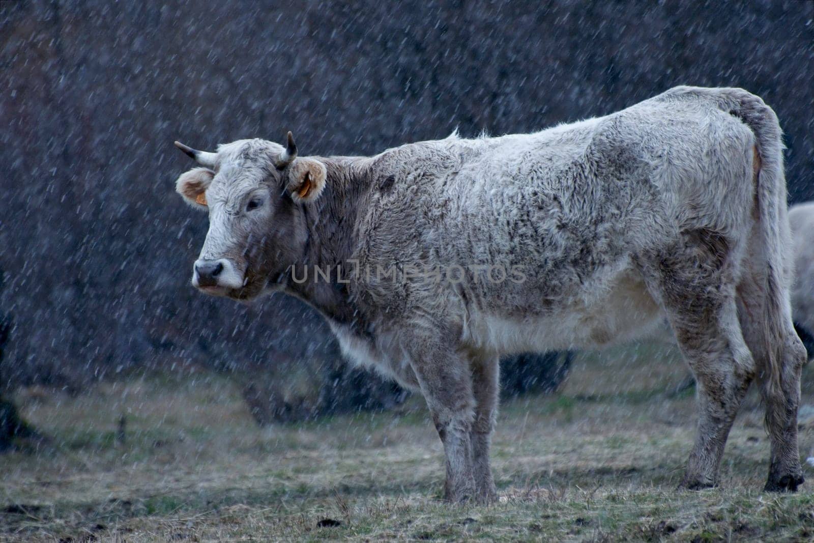 Cow grazing at a pasture during a snow storm