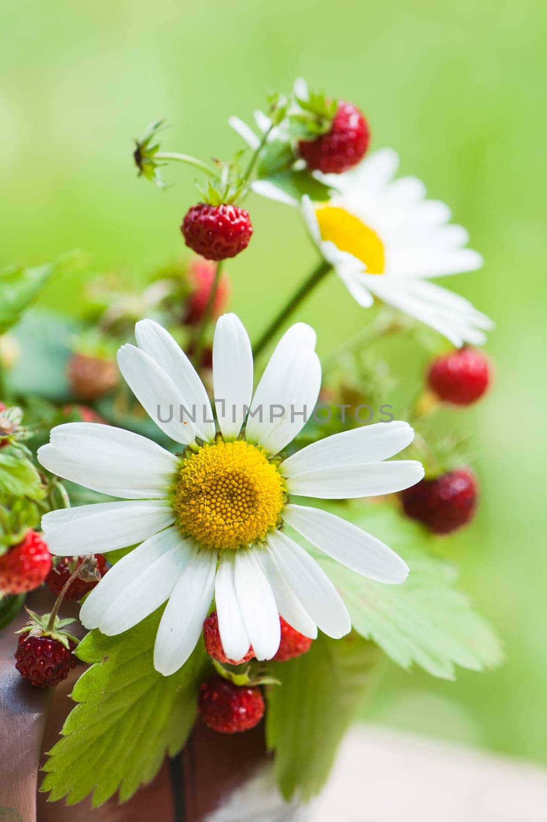 Bouquet from a camomile and wild strawberry