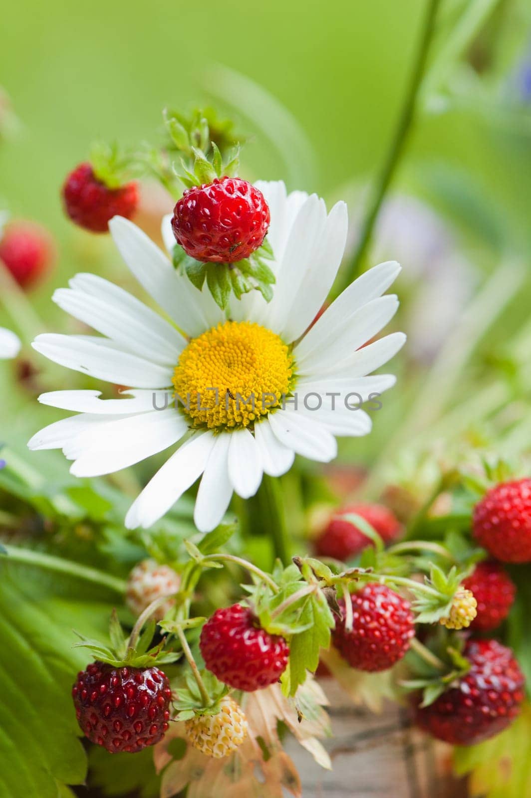 Bouquet from a camomile and wild strawberry